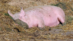 Девет страни наблизо, в които чумата по свинете може да нахлуе