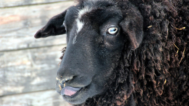 Болестта „луда овца“ пак плъзна в Румъния, застрашени ли сме?