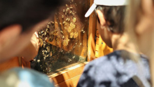 Отблизо: Фермери в Добруджа показват света на пчелите - Agri.bg
