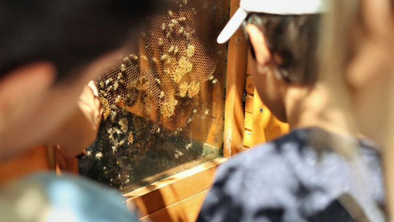 Отблизо: Фермери в Добруджа показват света на пчелите