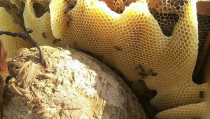 Отблизо: Фермери в Добруджа показват света на пчелите - Снимка 10