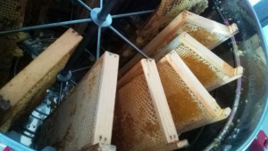 Отблизо: Фермери в Добруджа показват света на пчелите - Снимка 12