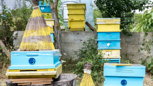 Отблизо: Фермери в Добруджа показват света на пчелите - Снимка 4