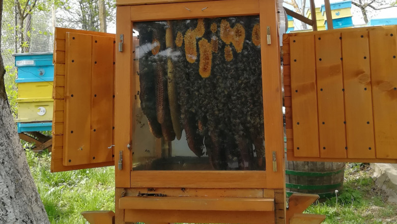 Отблизо: Фермери в Добруджа показват света на пчелите