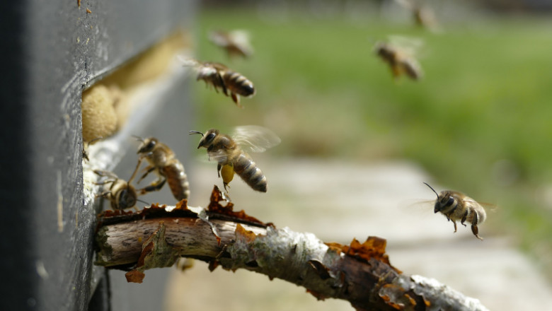 Пчелари: Да има по-строг контрол за нерегистрираните пчелини