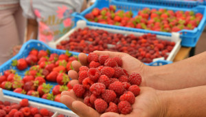 Производители на малини и ягодоплодни стягат годишната си среща - Снимка 1
