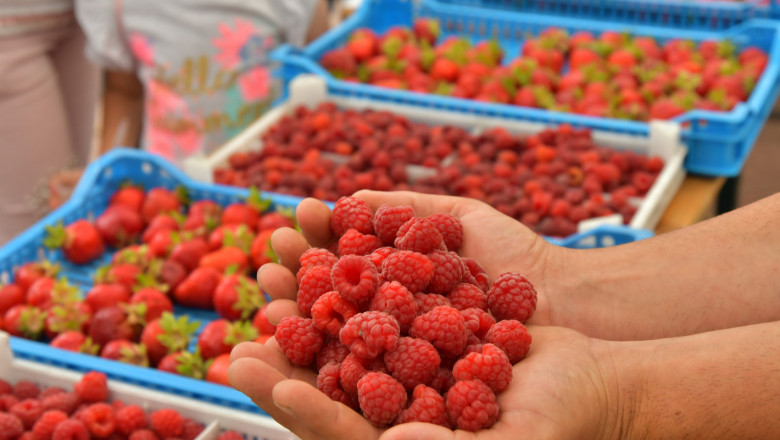 Производители на малини и ягодоплодни стягат годишната си среща