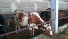 Продавам 6 доятни крави - Снимка 4