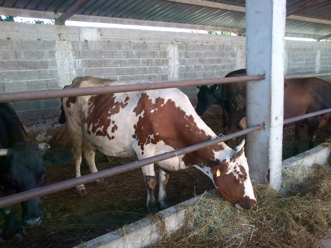 Продавам 6 доятни крави - Снимка 4