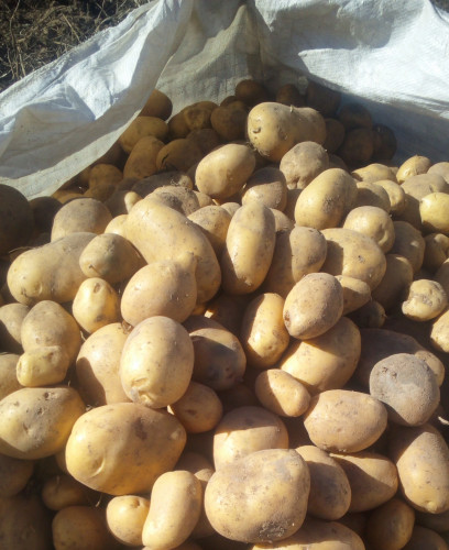 Продавам едри картофи сорт Сорая - Снимка 1