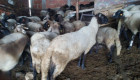 Продавам овце - Снимка 7