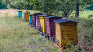 Пчеларството: С най-висок дял в биологичното земеделие