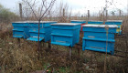 Пчелни семейства - Снимка 3
