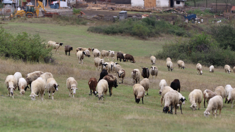 Отпускат 776 хил. лева de minimis за овце и кози-майки под селекция