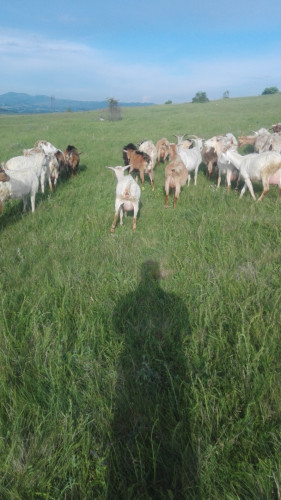 ЕЛИТНИ МЛАДО СТАДО 250 БР.  МЛЕЧНИ  кози започват да раждат  спешно! - Снимка 1