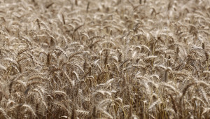 Агроиновации: Прецизно управление на зърнени култури във Франция