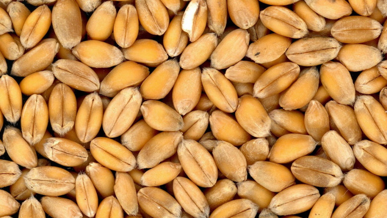 Рекордни запаси: Пшеницата плавно поевтинява