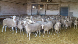 Заповед: Тази седмица плащат по 16,91 лв. за овце-майки и кози-майки