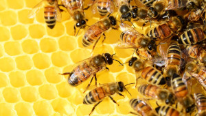Европейска инициатива: Да спасим пчелите и земеделците - Снимка 1