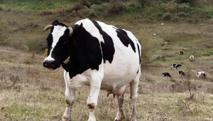 Тревожна тенденция: Ликвидират се млечни ферми - Agri.bg