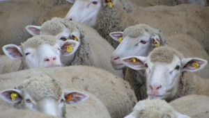 Фермерите с овце и кози-майки под селекция кандидатстват за de minimis