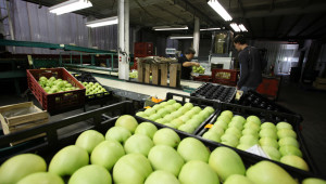 Новина в аванс: Увеличават бюджета и обхвата на помощта за съхранение на плодове и зеленчуци  - Agri.bg