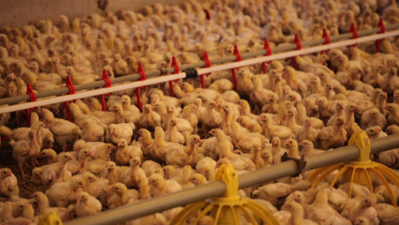 Европа ограничава вноса на евтино украинско птиче месо