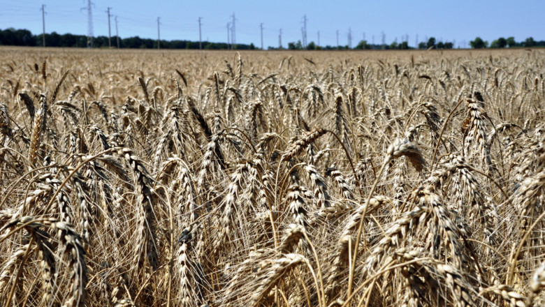 Накъде върви зърнопроизводството в Добруджа?