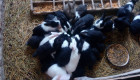Продавам чистокръвни холандски зайчета със сини очи - Снимка 2