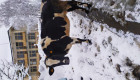 Черношарени крави и юни - Снимка 1