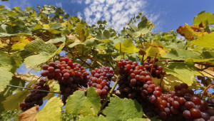 Швейцарски винопроизводители протестираха в Берн срещу евтиния внос