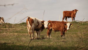 Фермери от Северозапада се оплакват от търговията с телета