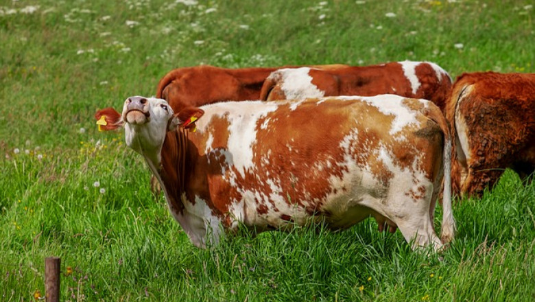 Как честотата на хранене подобрява здравето на кравите?