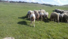 Овце - Снимка 2
