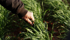 Деветият агросеминар на НАЗ: Зърнопроизводството - реалност и възможности