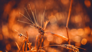 ФАО: Нов рекорд на реколтата от зърнени култури