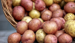 Картофи - торене и сортове за ранно производство