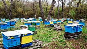 Диагноза: Пчеларският сектор е в колапс - Agri.bg