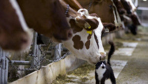 Предколедно: Платиха близо 80 млн. лева на животновъдите за Кампания 2019 - Agri.bg