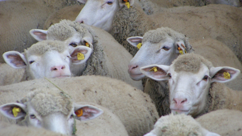 Плащат схемата за обвързано подпомагане за овце- и кози-майки под селекция следващата седмица