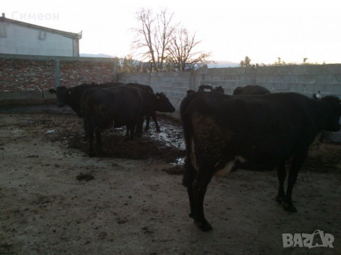 Продавам крави за месо - Снимка 3