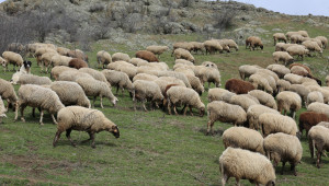 Вижте ставката по схемата за овце-майки и кози-майки под селекция - Agri.bg