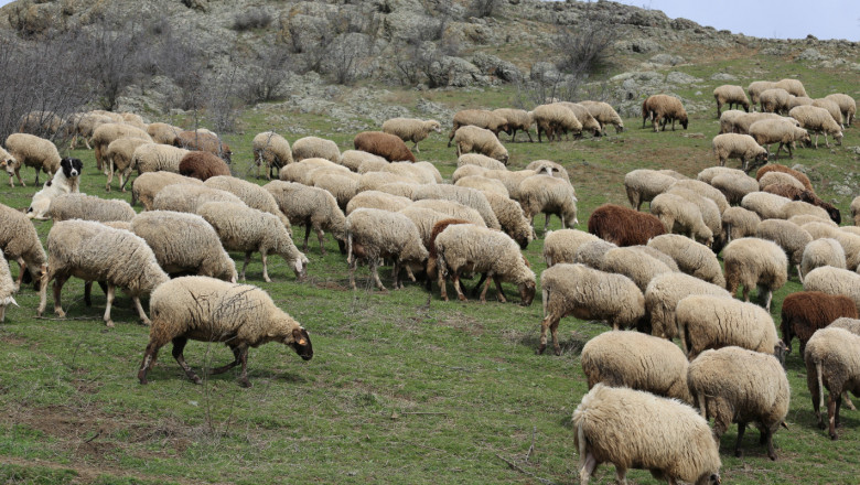 Вижте ставката по схемата за овце-майки и кози-майки под селекция