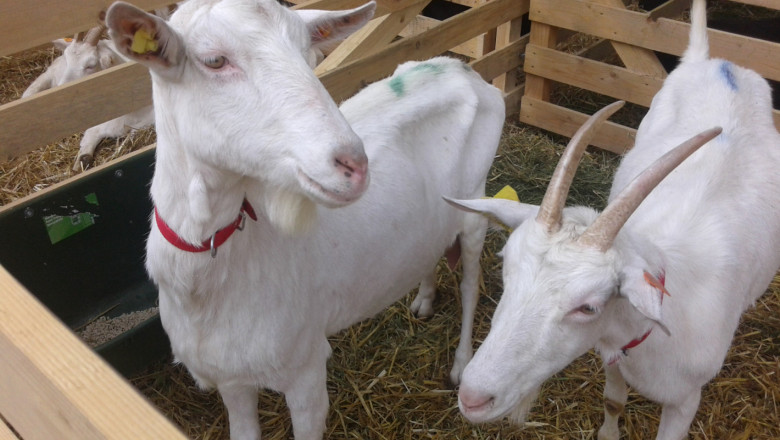 Плащат схемата за обвързано подпомагане за овце-майки и кози-майки под селекция