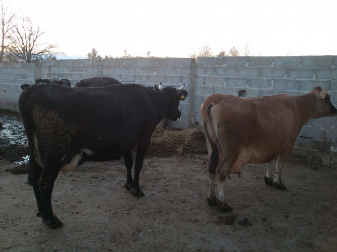 Продавам крави за мляко и крави за месо - Снимка 2
