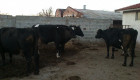 Продавам крави за мляко и крави за месо - Снимка 3