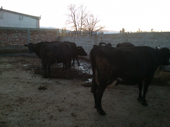 Продавам крави за мляко и крави за месо - Снимка 4