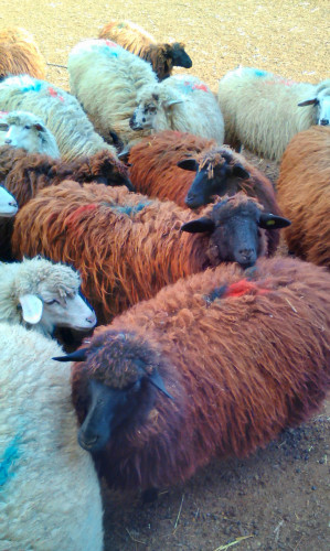 Каракачански овце - Снимка 1