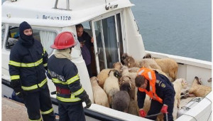 Трагедия: Обърнатият кораб с овце в Румъния още не е изваден - Снимка 1