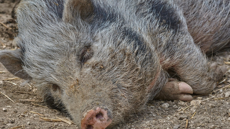 Пет нови случая на чума по свинете, вирусът стигна до Драгоман
